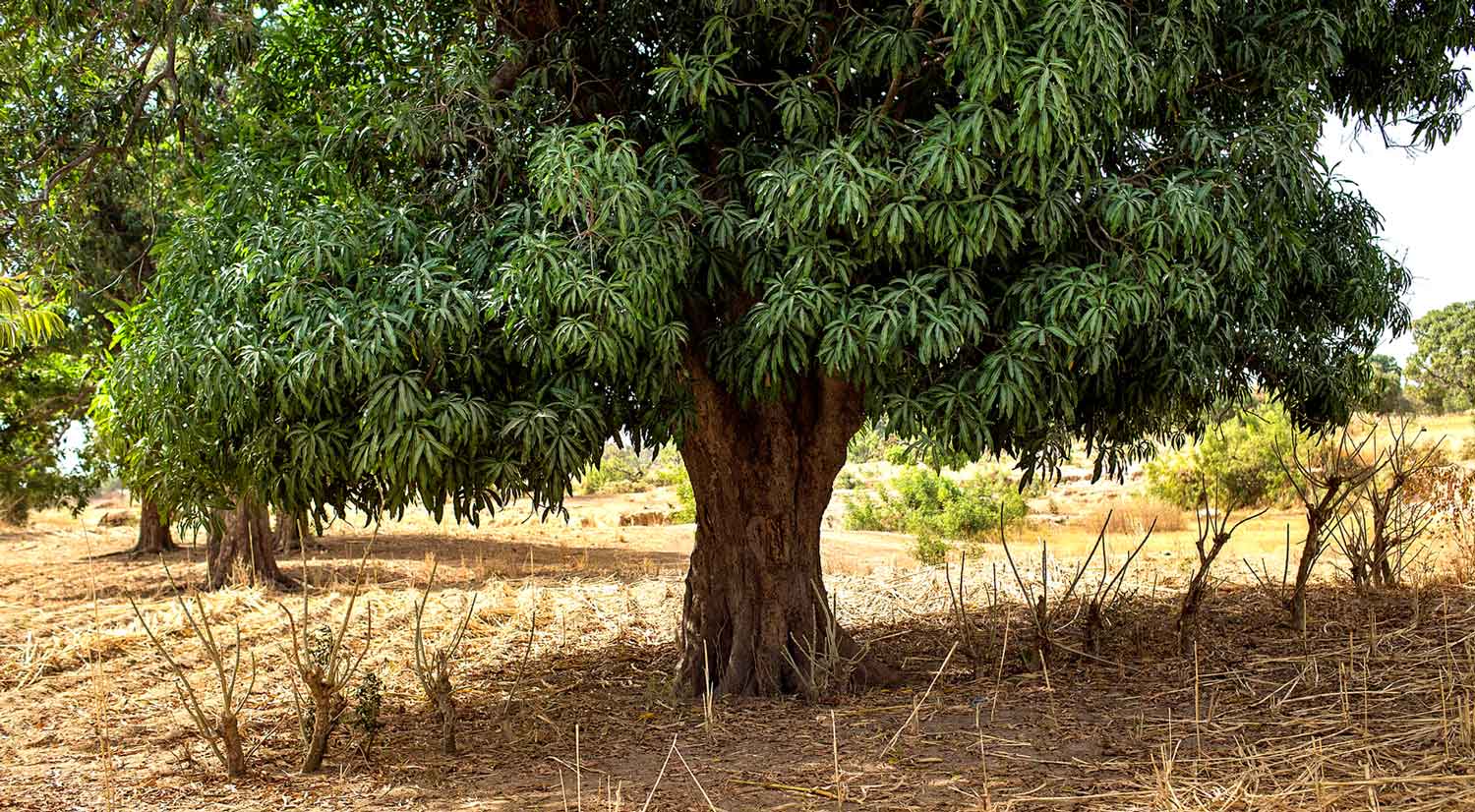 Stort Mangotre i Mali