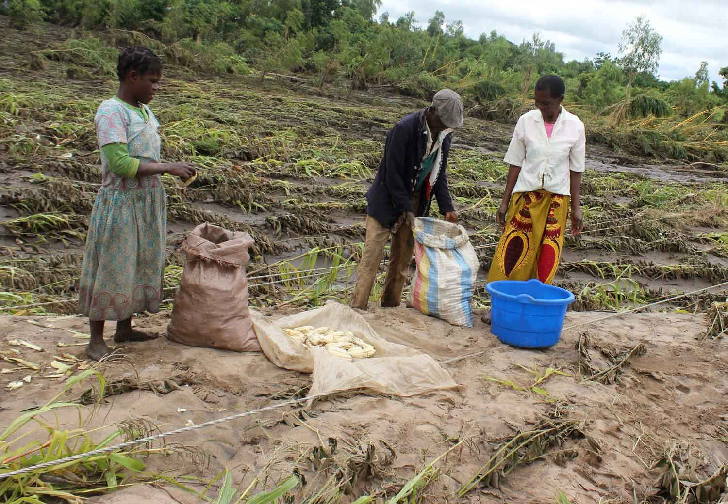 Bildet viser Mai (52 år), mannen og datteren hennes, som leter etter mais i åkeren deres i Mulanje-distriktet i Malawi, som er ødelagt etter syklonens herjinger.