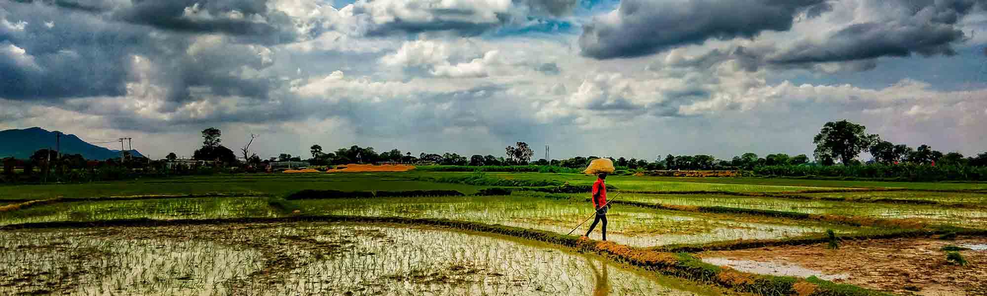 Man spaserer over dyrket mark i India