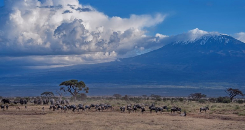 Amboseli nasjonalpark, på grensen mellom Kenya og Tanzania.