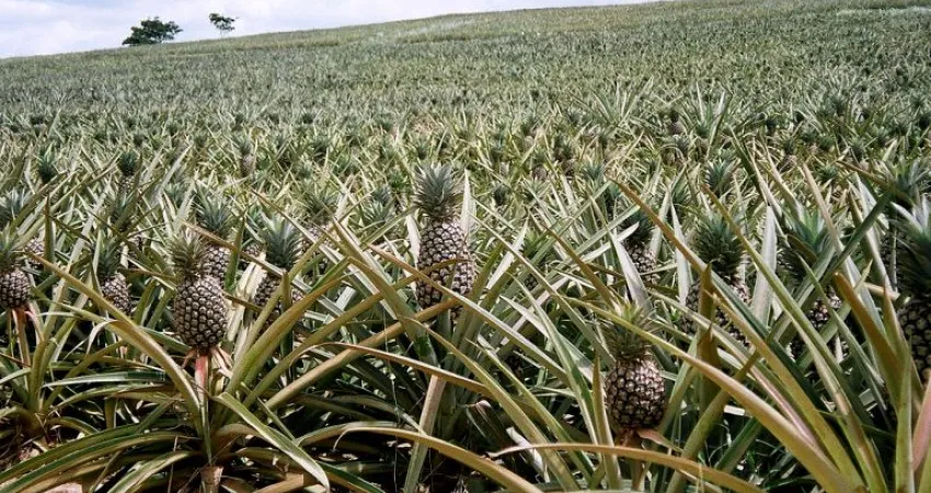 Ananas-plantasje