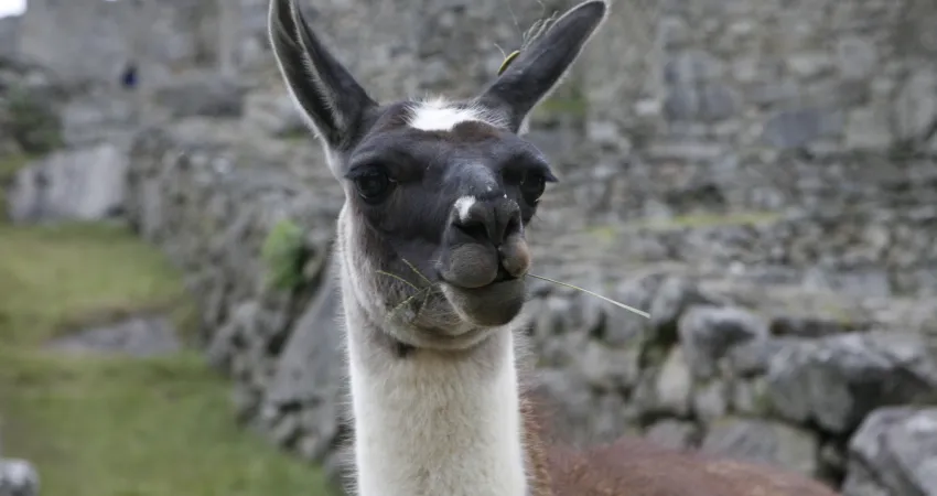 En lama