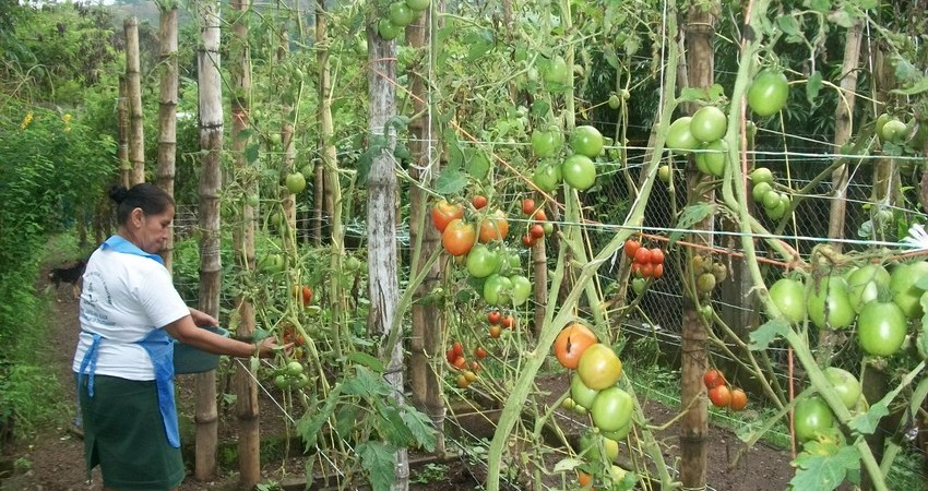 En kvinne går langs rekker av tomatplanter