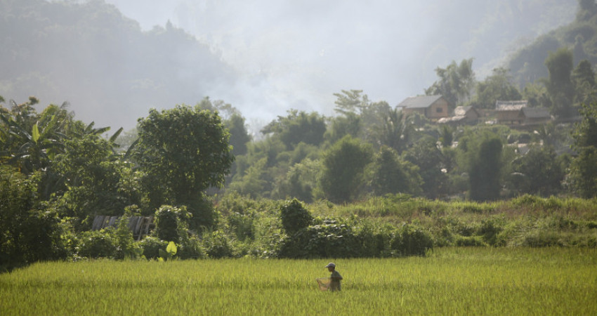 En gutt på vei hjem gjennom en risåker i Pha Oudon
