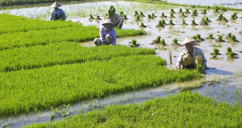 Fire menn planter ris i en stor risåker