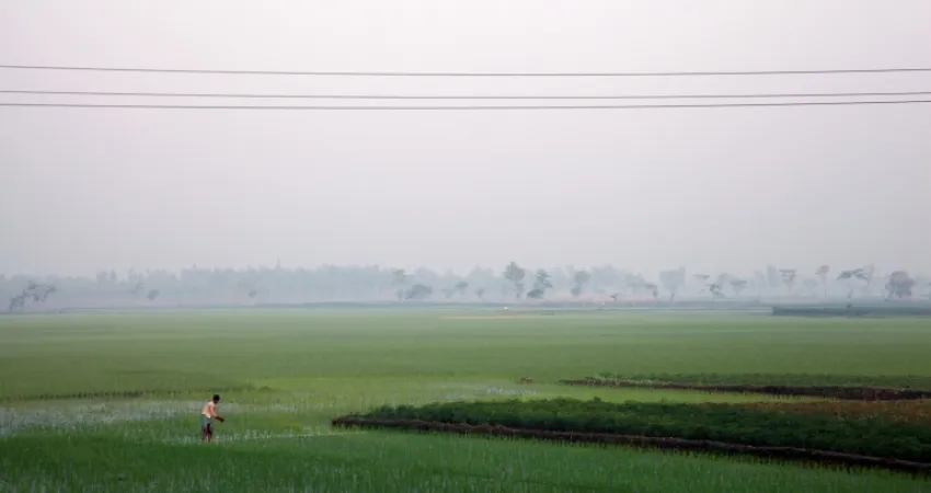 Rismarker i Bangladesh