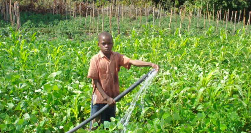 En gutt vanner grønnsakshagen med en vannslange