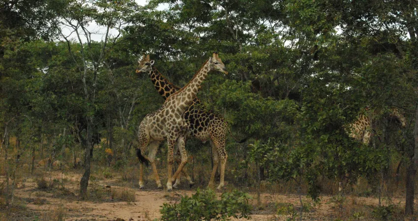 Giraffer