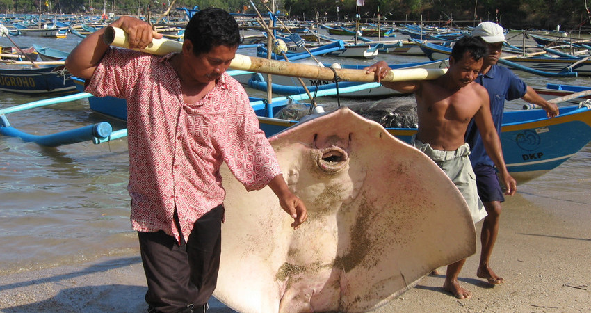 To fiskere bærer en stor djevelrokke mellom seg på en stokk
