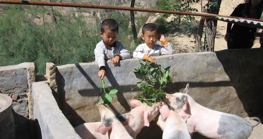To små gutter mater familiens griser med blader