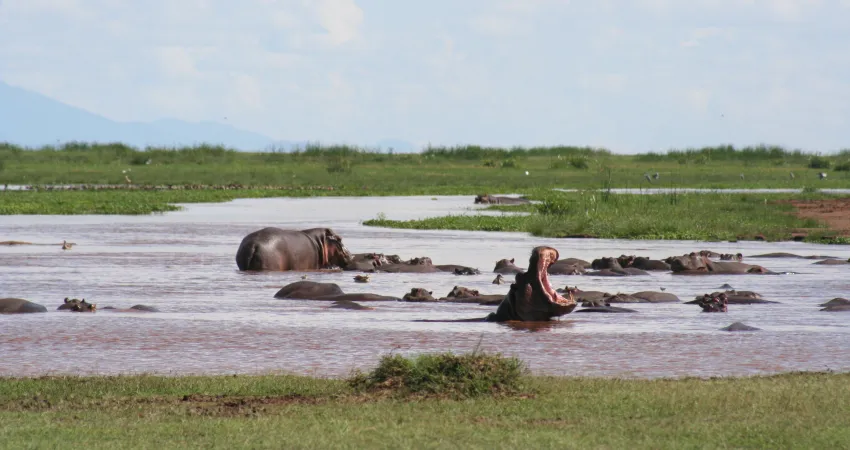 En flokk flodhester ligger i et vann i Lake Manyara