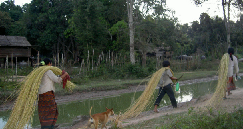 En familie bærer hjem lange strå som brukes til kurvfletting