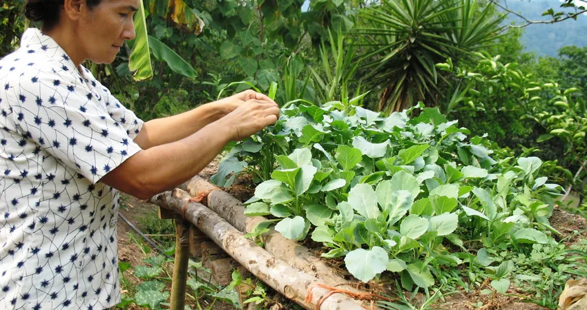En kvinne steller plantene sine
