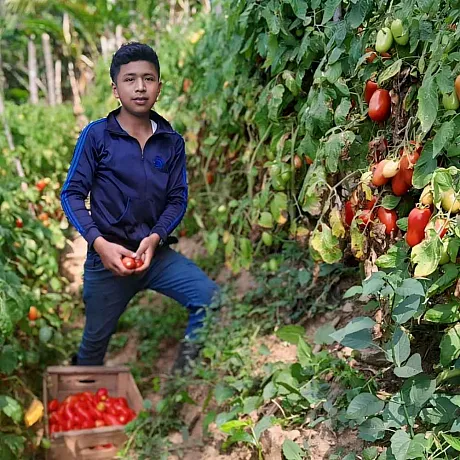 Jonathan med tomatplanter