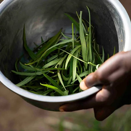 Nærbilde grønnsaker i skål